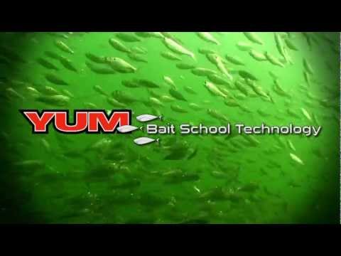 YUM Bait School Technology umbrella rig options